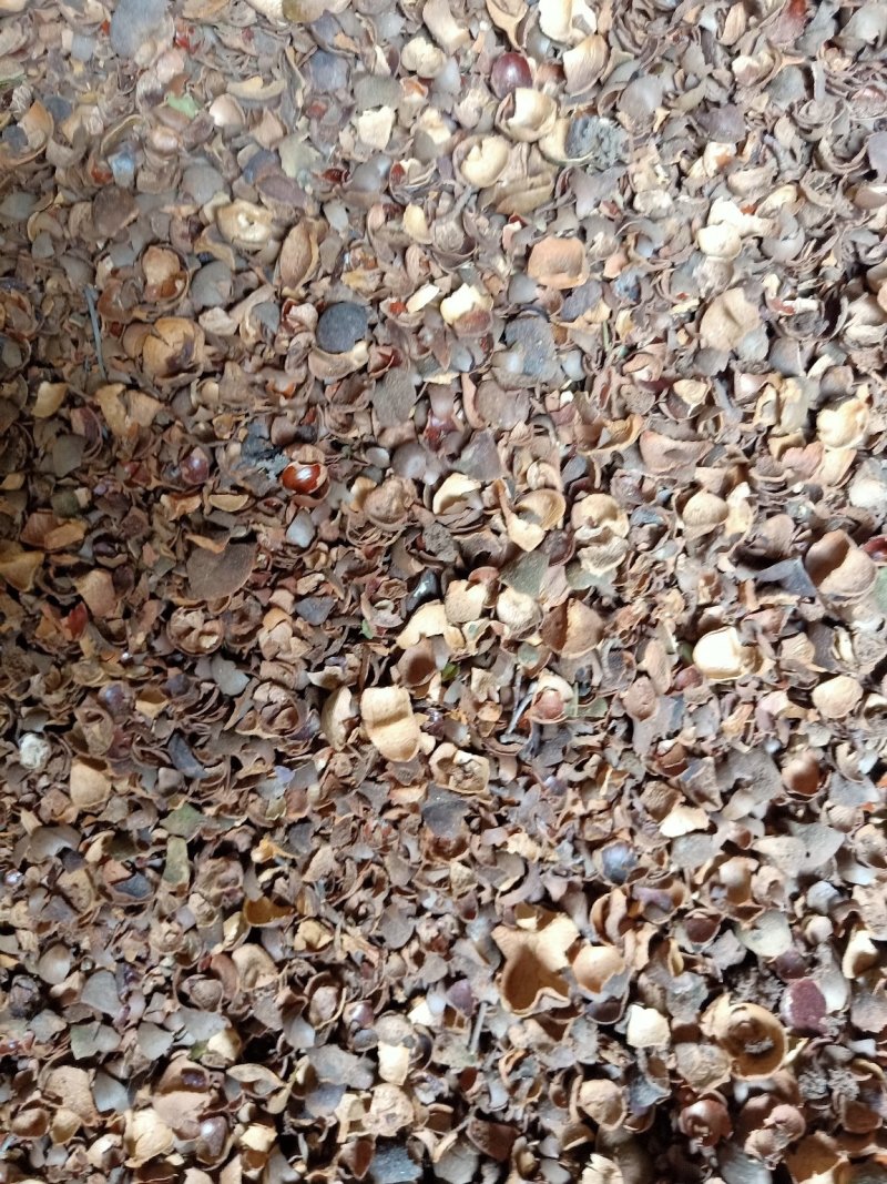 大量现货供应优质山茶籽，湖北小籽油质好