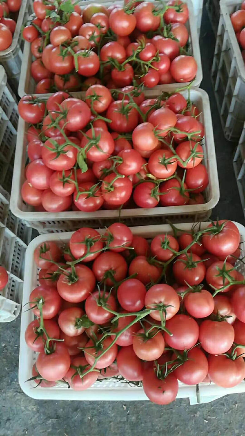 硬粉西红柿，亮度，个头，形，非常好，量大，弧三以上