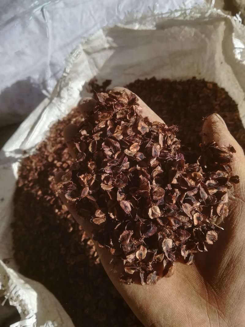 马蹄大黄大黄种子，成活率高，产地现货，量大从优