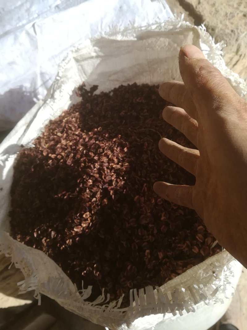 马蹄大黄大黄种子，成活率高，产地现货，量大从优