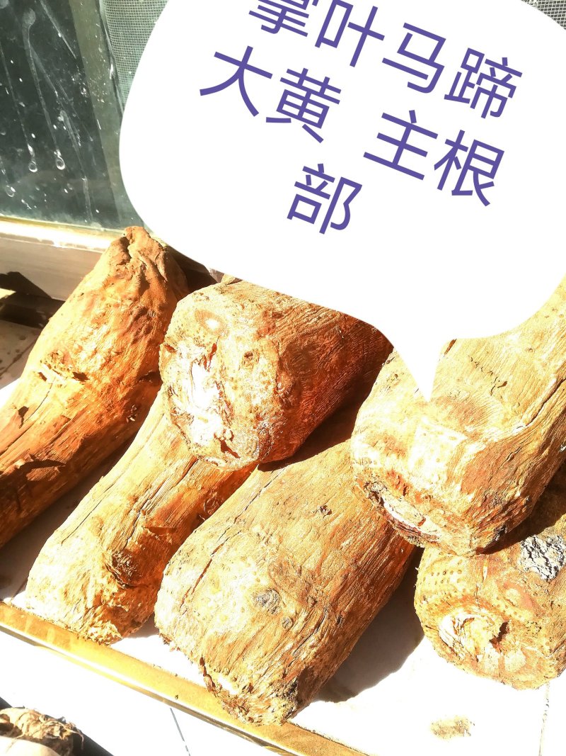 马蹄大黄大黄种子，成活率高，产地现货，量大从优