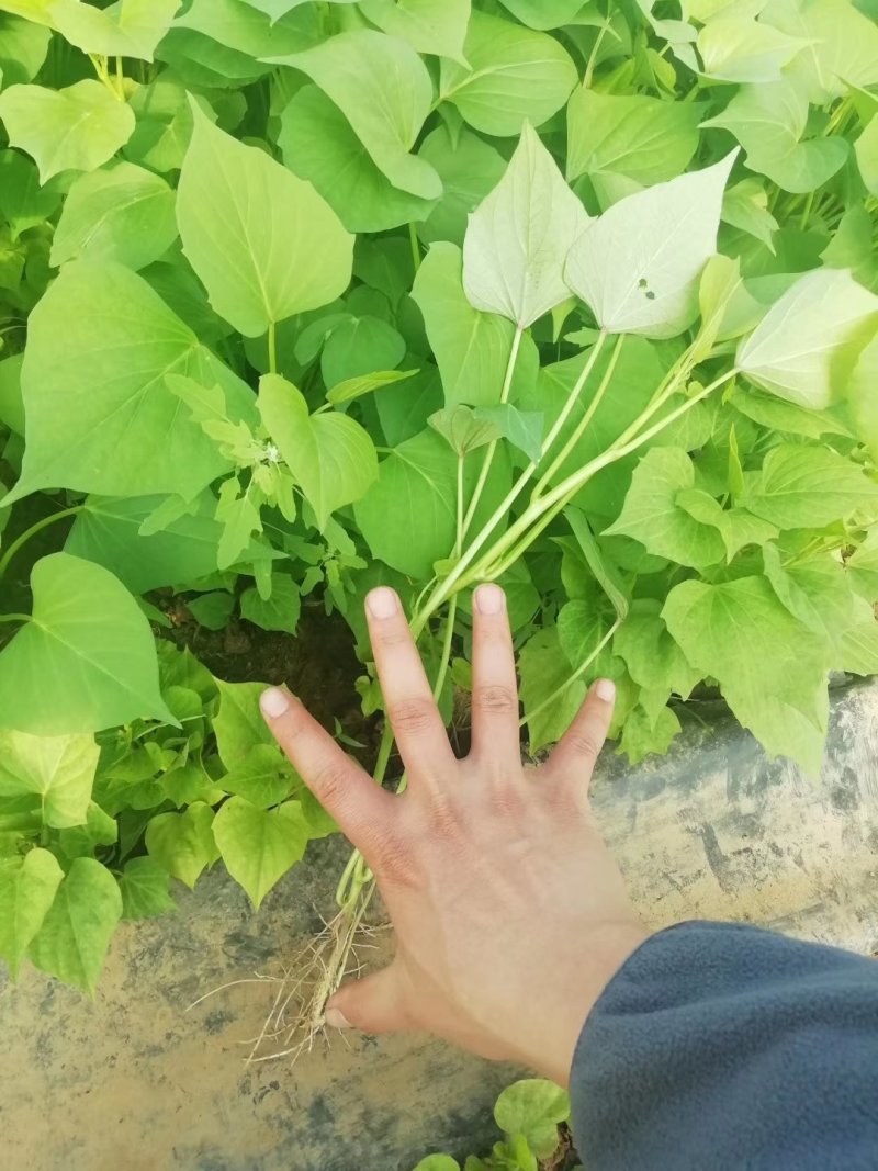 红薯苗