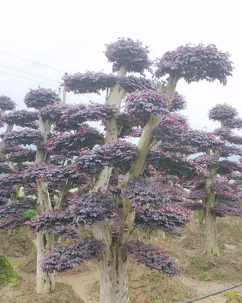 精品红花继木造型红花檵木桩景观苗木基地直发包成活