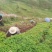 甘肃道地当归种子种苗产地直发一手货源支持线上交易