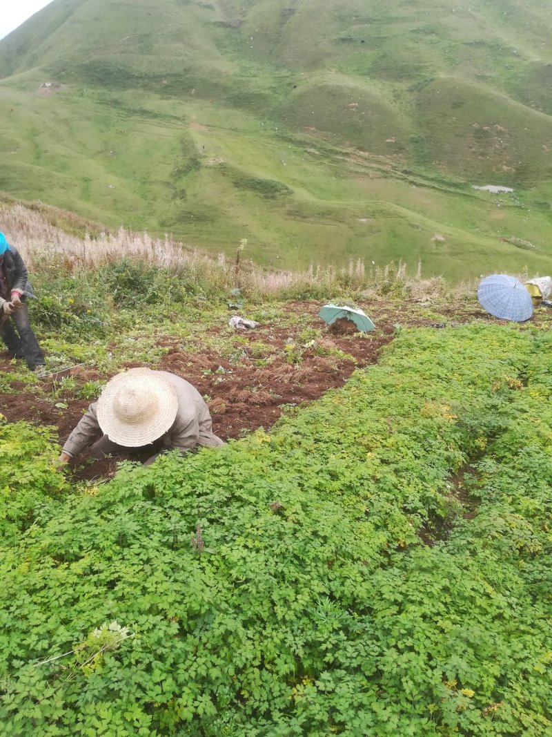 甘肃道地当归种子种苗产地直发一手货源支持线上交易