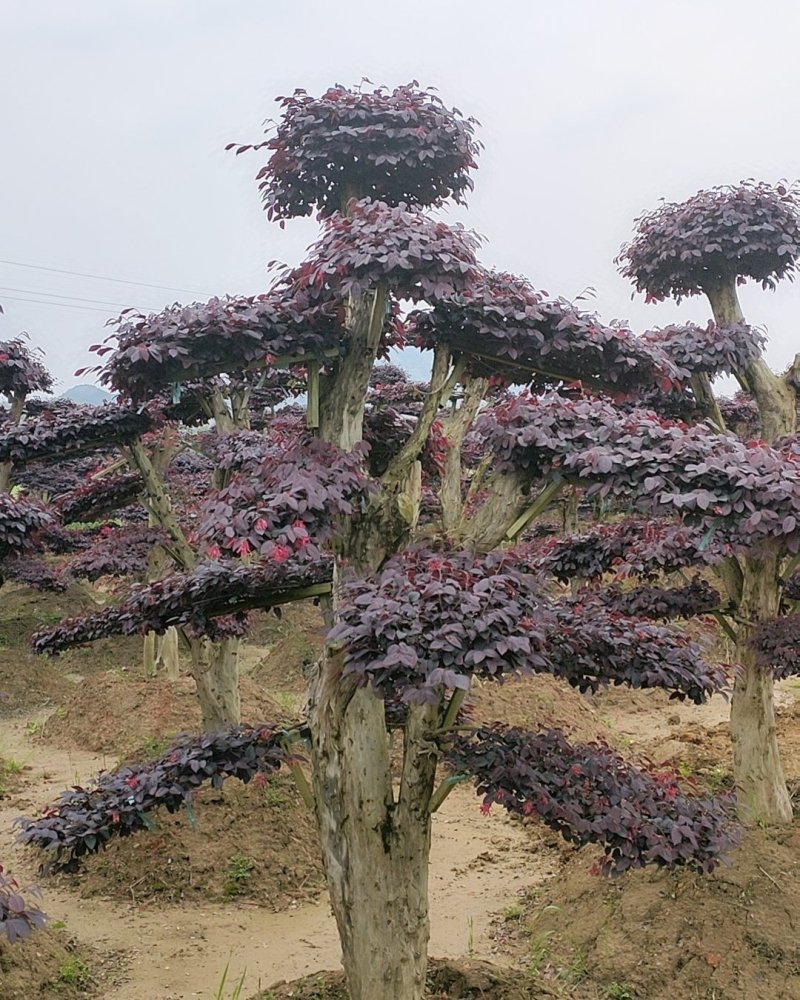 精品红花继木造型红花檵木桩景观苗木基地直发包成活