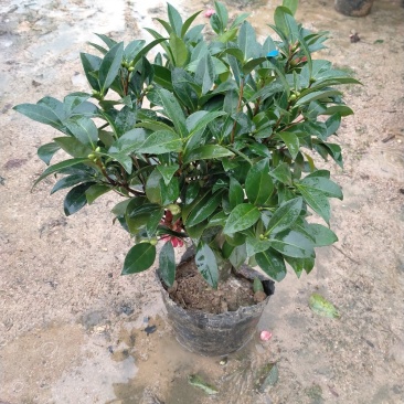 四季茶花重辦的基地直销