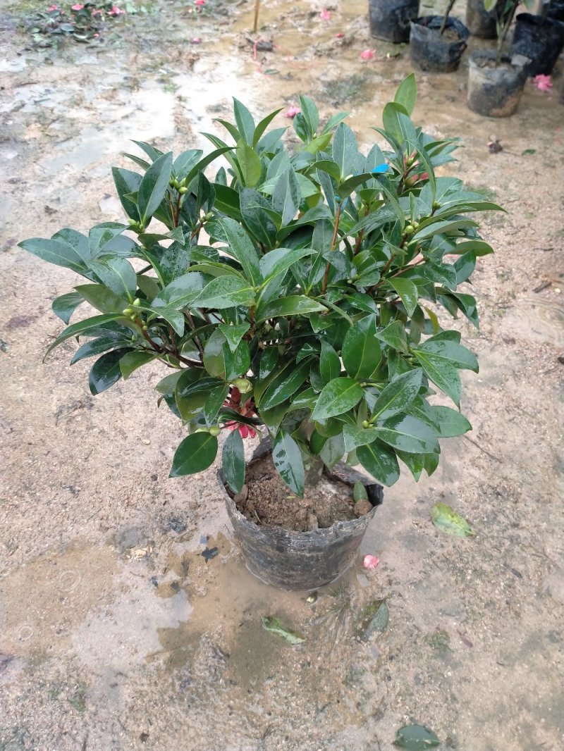 四季茶花重辦的基地直销