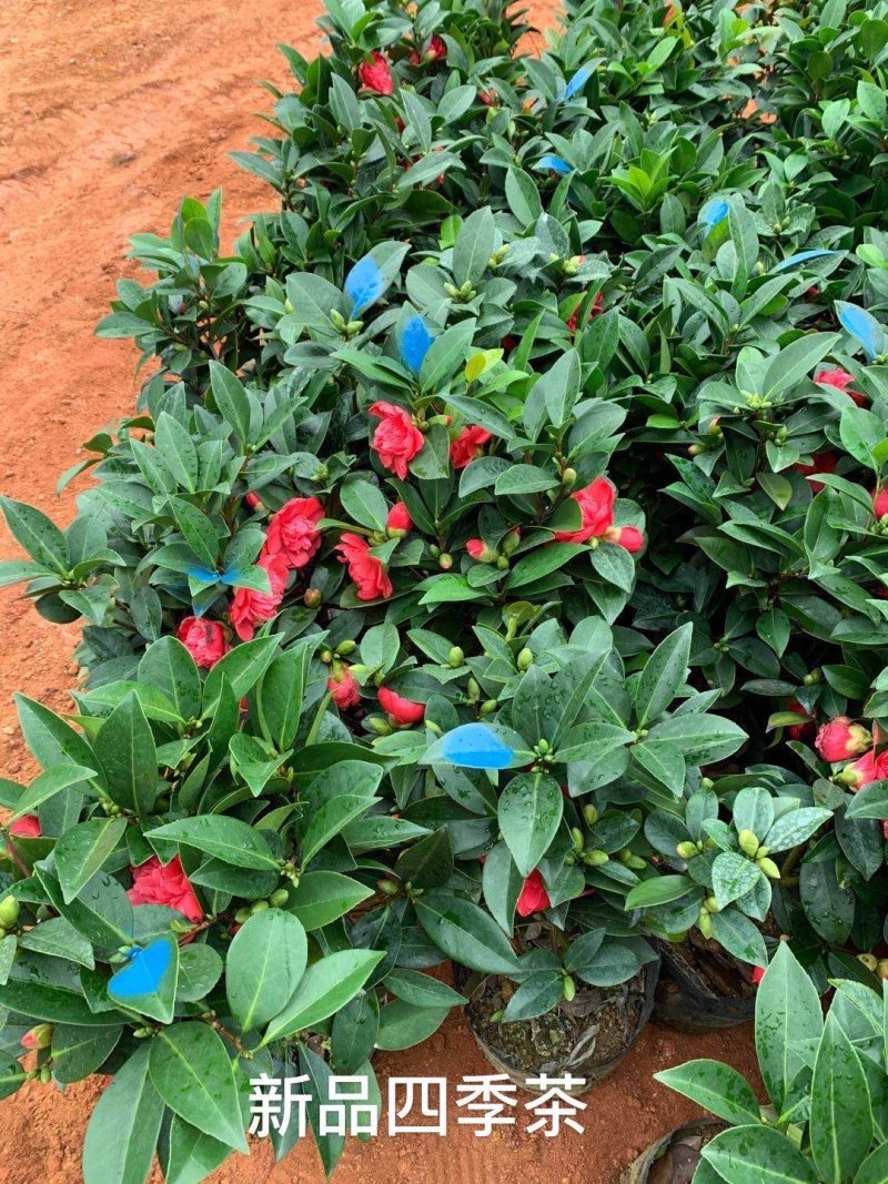四季茶花重辦的基地直销