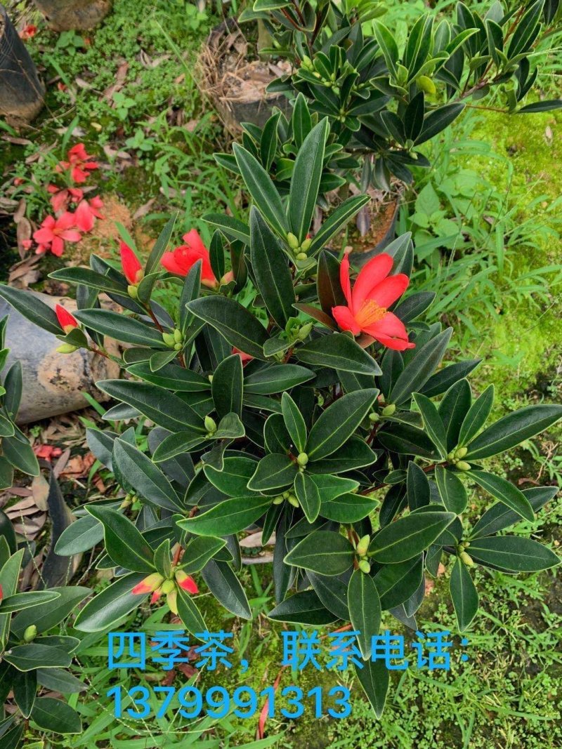 四季茶花重辦的基地直销