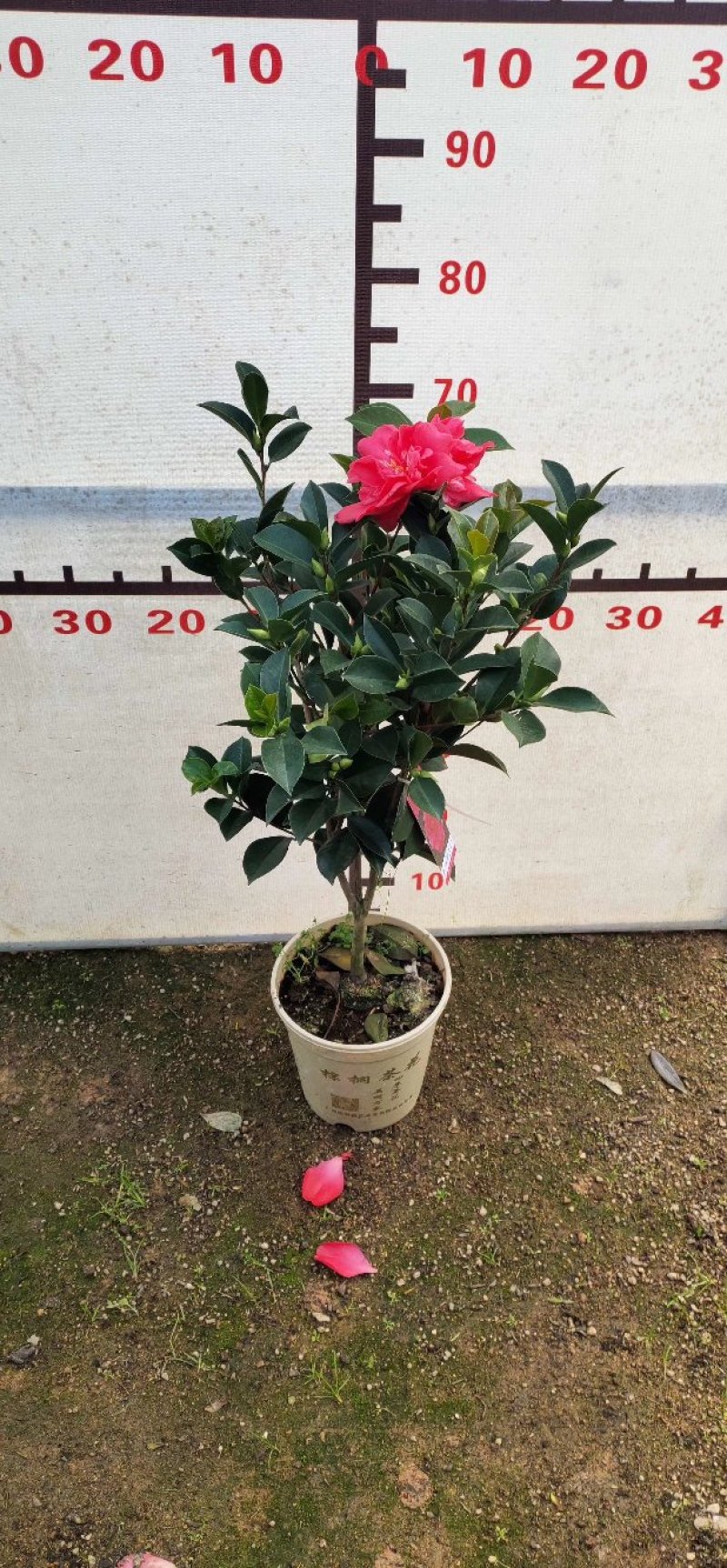 四季茶花重辦的基地直销