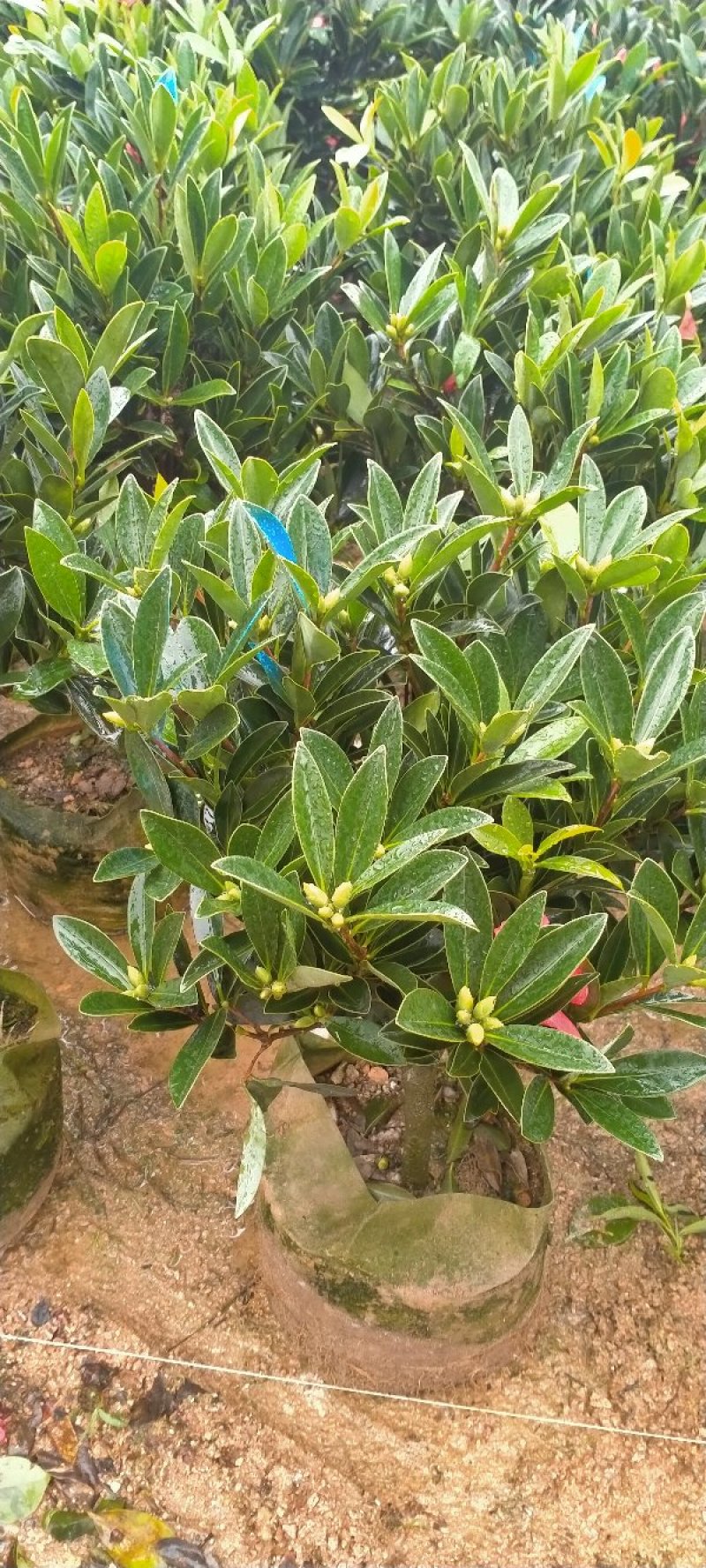 四季茶花重辦的基地直销
