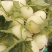 现货南汇玉茹