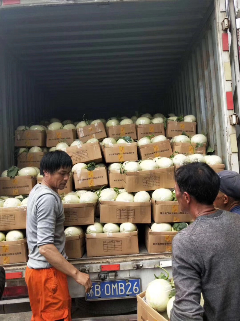 现货南汇玉茹