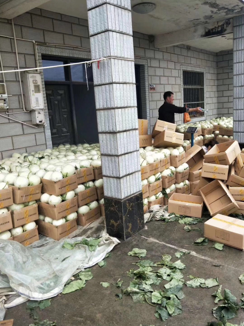 现货南汇玉茹