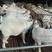 羊羔，美国白山羊种羊，纯种白山羊，头胎怀孕羊，种羊羊羔