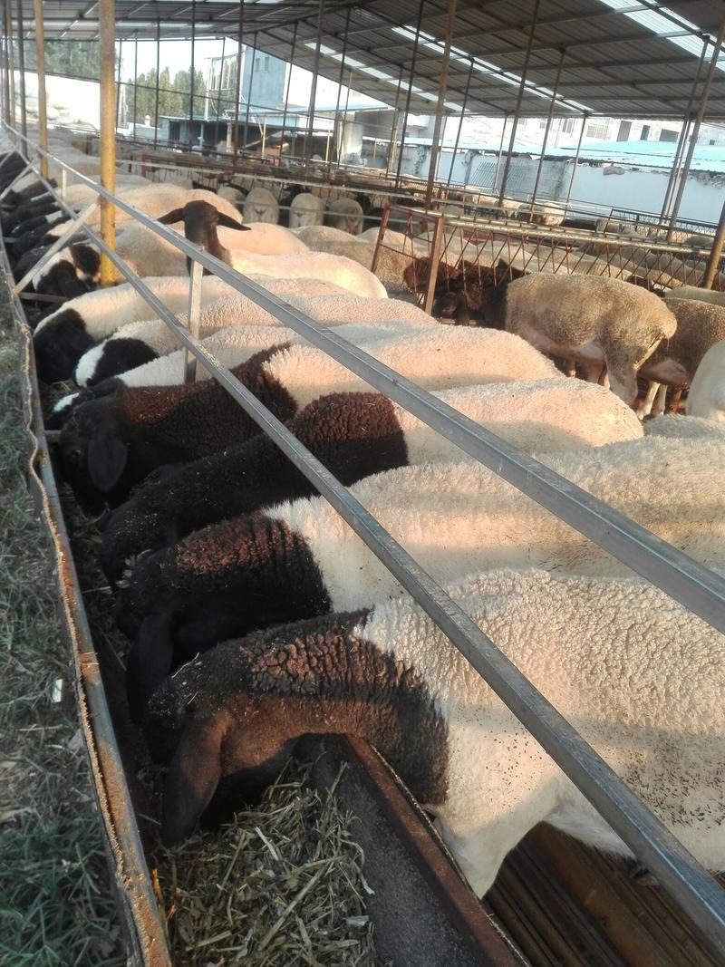 羊羔，美国白山羊种羊，纯种白山羊，头胎怀孕羊，种羊羊羔