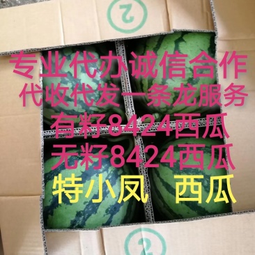 8424西瓜优质货源大量供货中诚信合作场地大