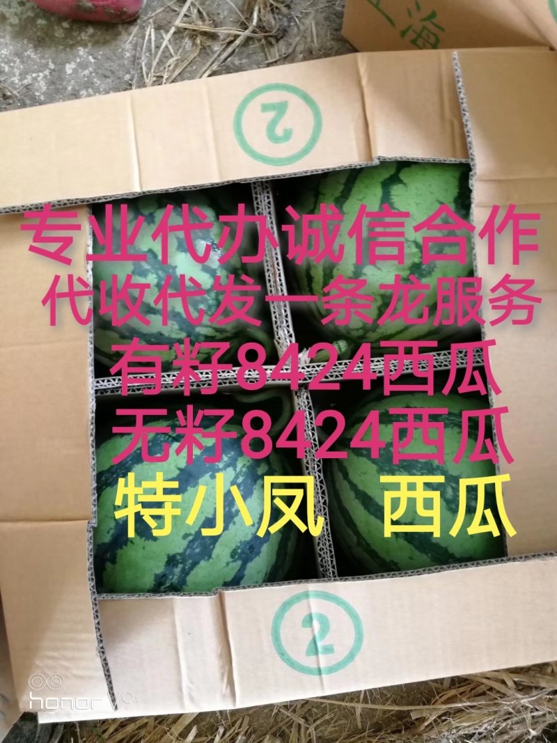 8424西瓜优质货源大量供货中诚信合作场地大