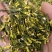 莲子心选货包花茶用。精品