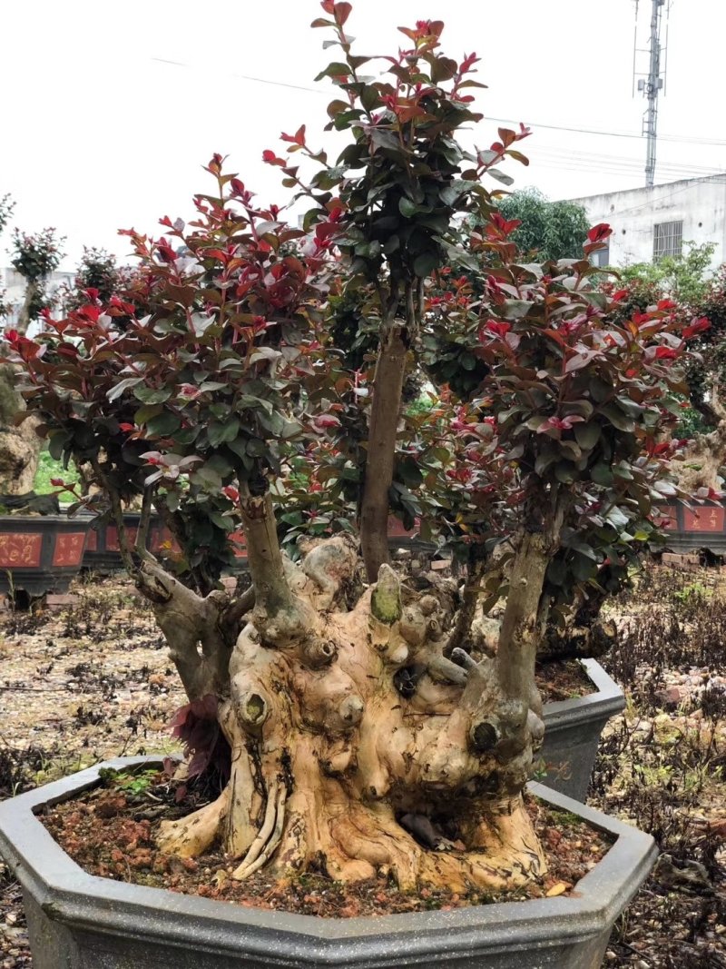 广西紫薇桩，紫薇桩盆景，绿化苗木，一手货源