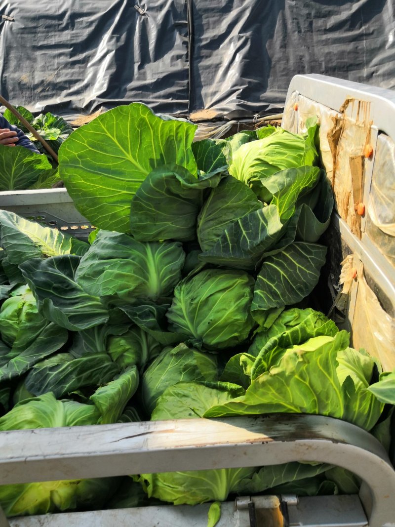 大量供应甘蓝