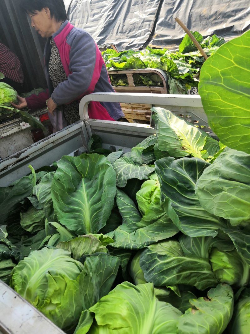 大量供应甘蓝