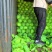 大量供应甘蓝
