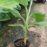 包邮正品【广西灵山威廉斯B6香蕉粉蕉】营养杯苗/直销