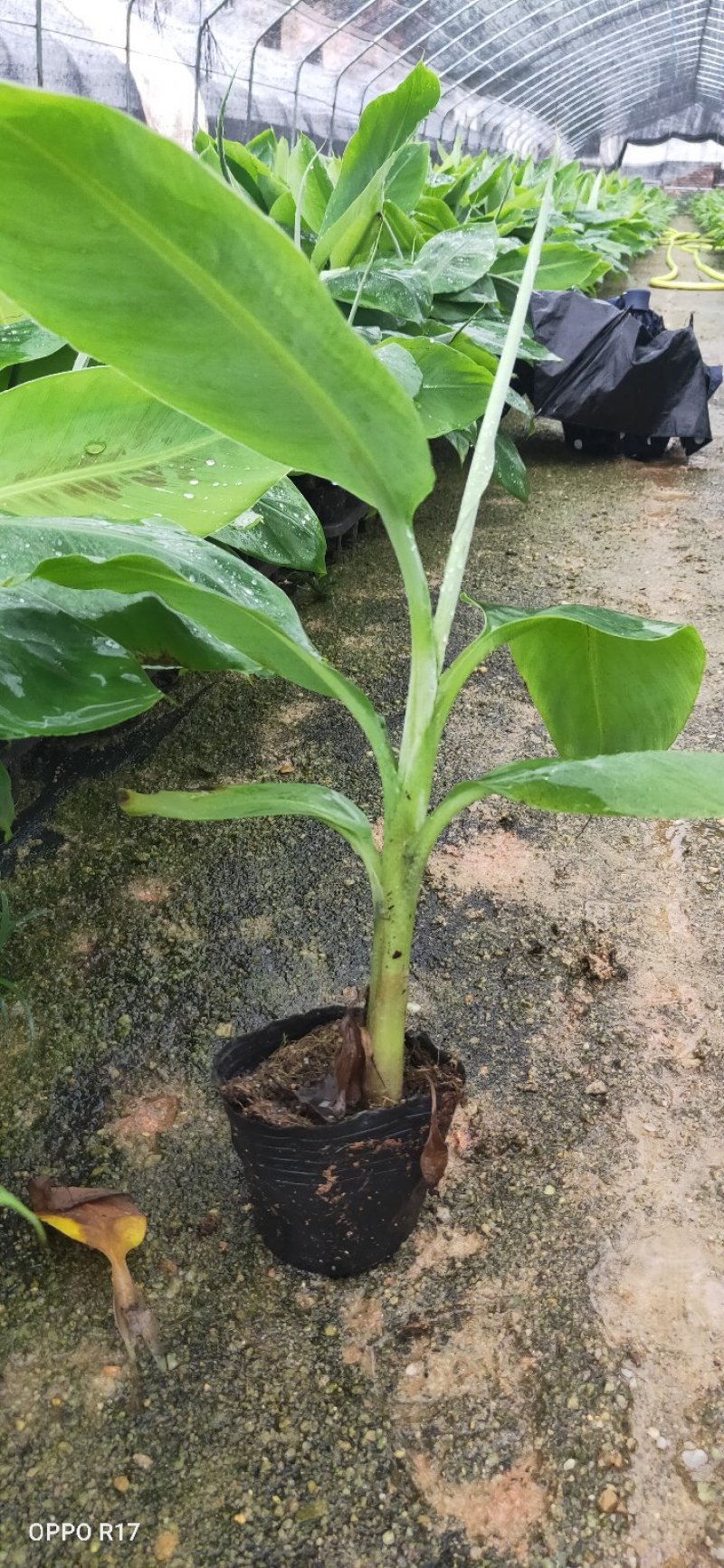 包邮正品【广西灵山威廉斯B6香蕉粉蕉】营养杯苗/直销