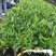 包邮正品【广西灵山威廉斯B6香蕉粉蕉】营养杯苗/直销