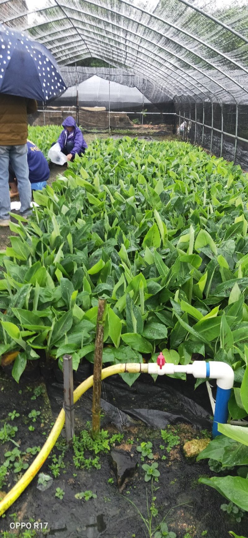 包邮正品【广西灵山威廉斯B6香蕉粉蕉】营养杯苗/直销