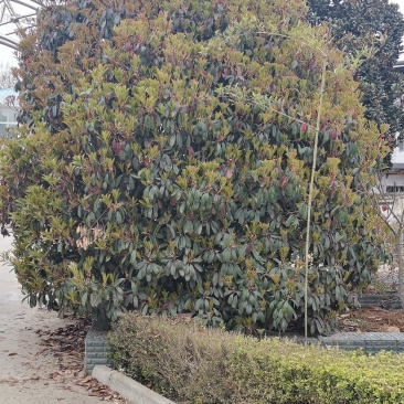 石楠球