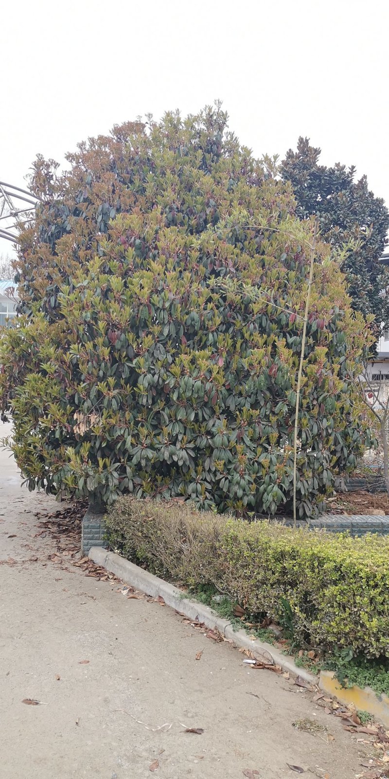 石楠球