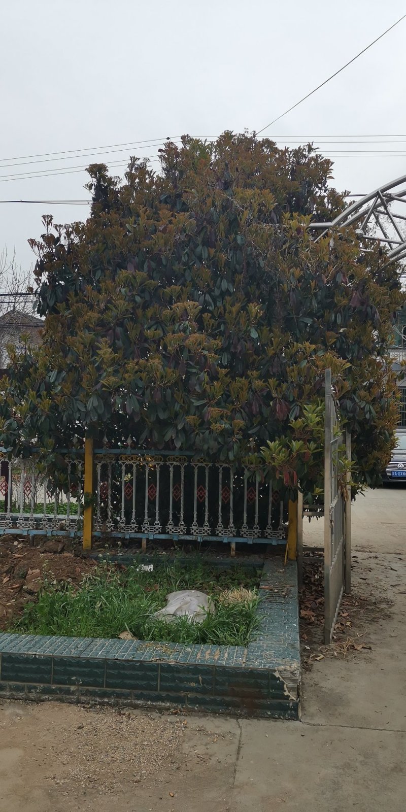 石楠球