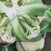 菜花