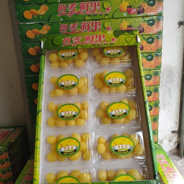 网红水果，黄金果，金西梅厂家直供量大从优欢迎联系