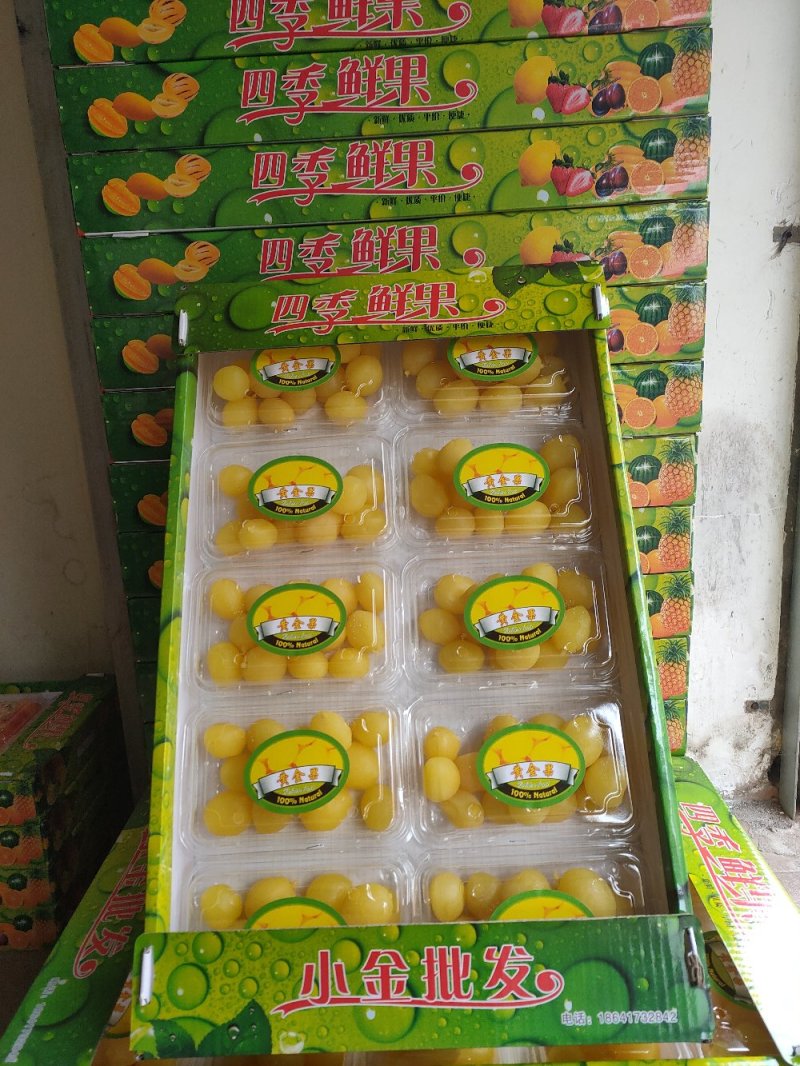 网红水果，黄金果，金西梅厂家直供量大从优欢迎联系