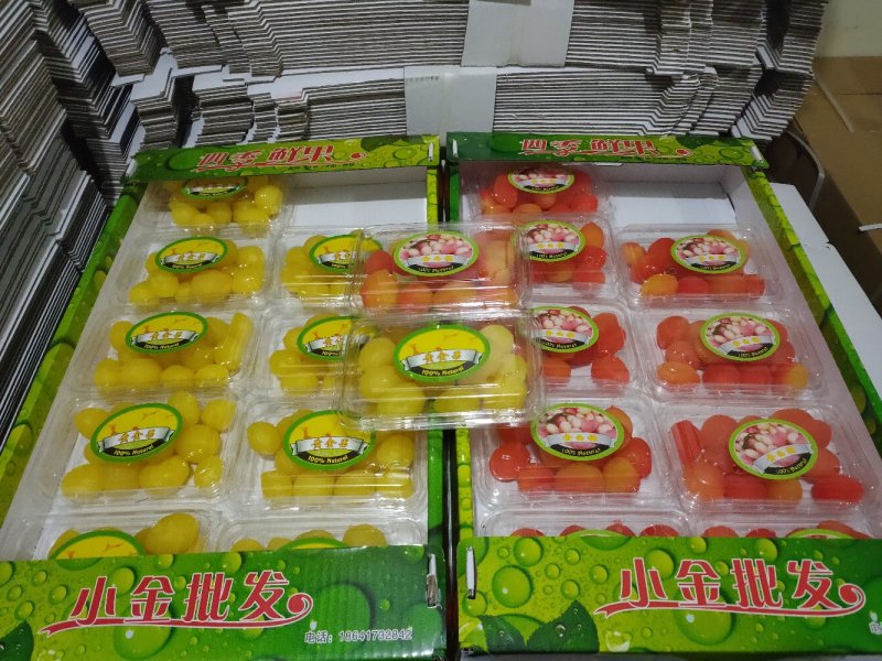 网红水果，黄金果，金西梅厂家直供量大从优欢迎联系