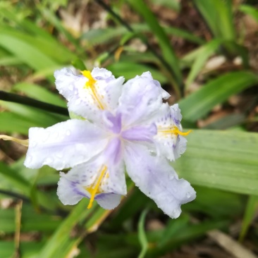 山野鸢尾