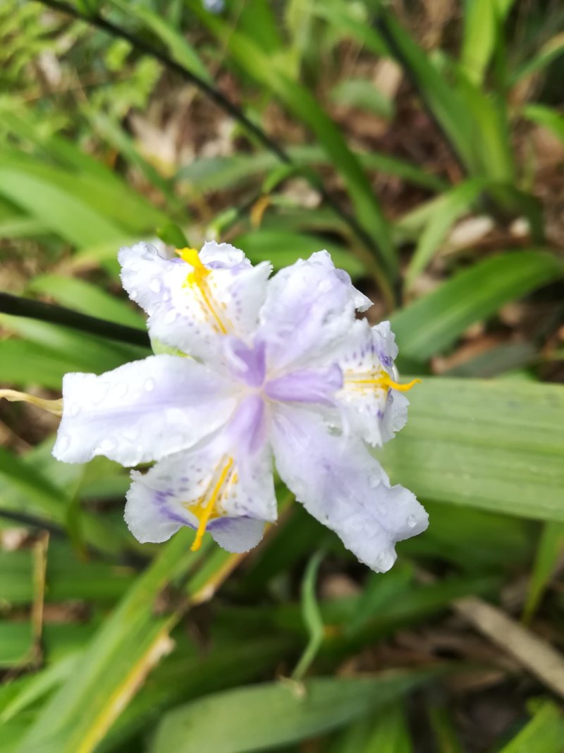 山野鸢尾