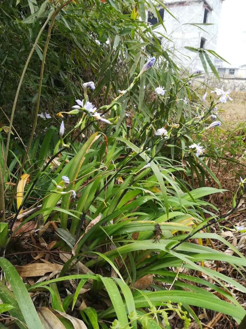 山野鸢尾