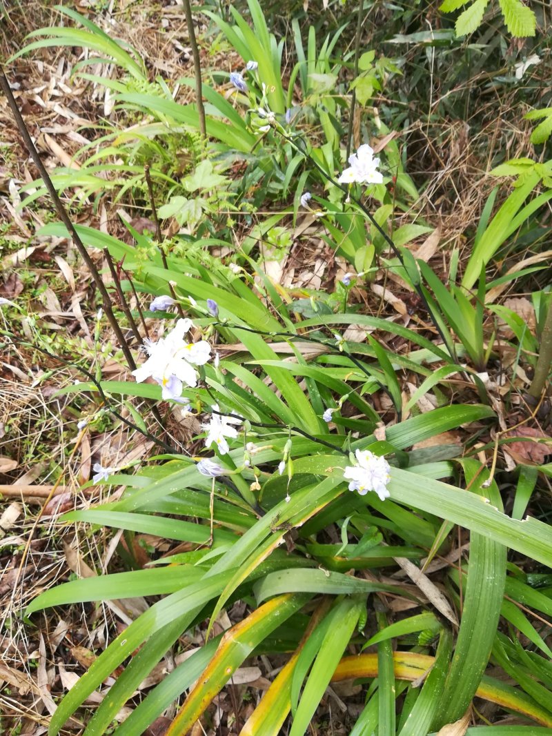山野鸢尾