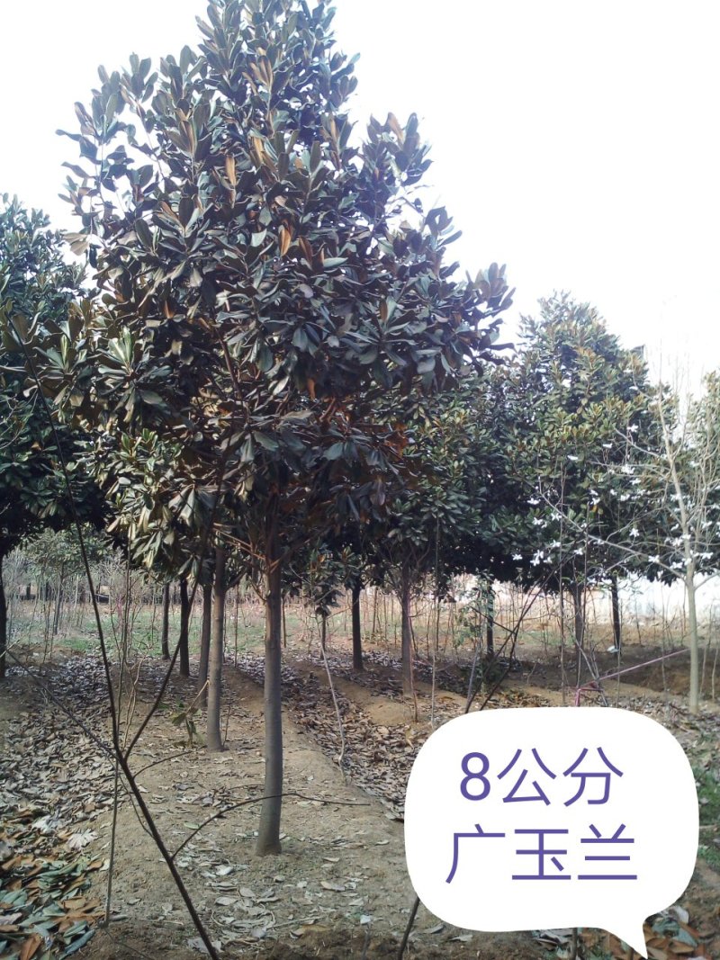 广玉兰【热卖】河南广玉兰价格7公分8公分10公分广玉兰