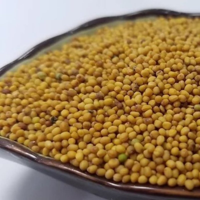 黄芥子黄芥末子黄介籽干净各种籽类药材