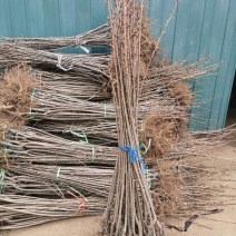 樱花苗批发优质晚樱树苗出售各种规格樱花树批发