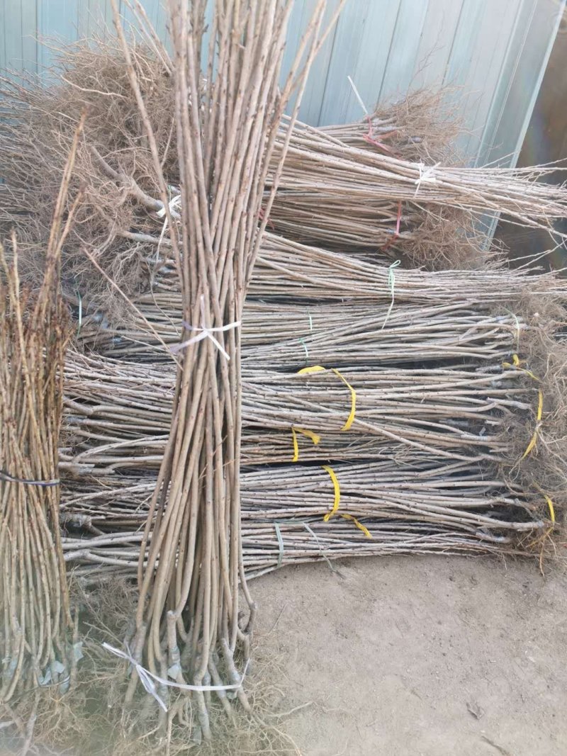 樱花苗批发优质晚樱树苗出售各种规格樱花树批发
