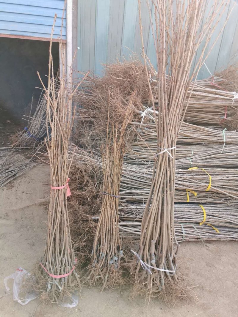 樱花苗批发优质晚樱树苗出售各种规格樱花树批发