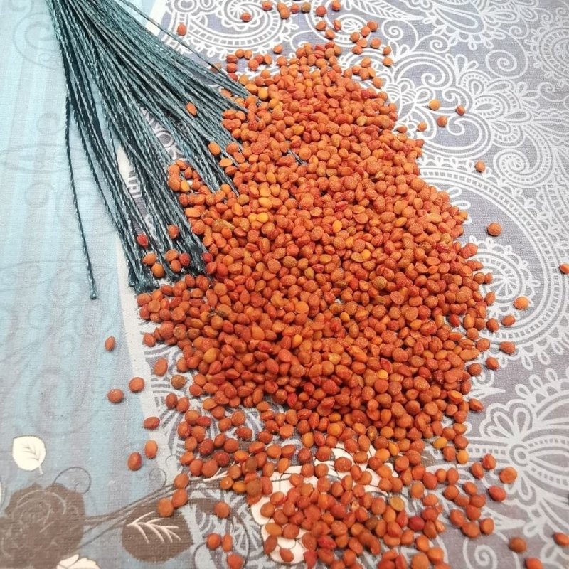 楮实子干净无杂质实物拍摄各种籽类药材