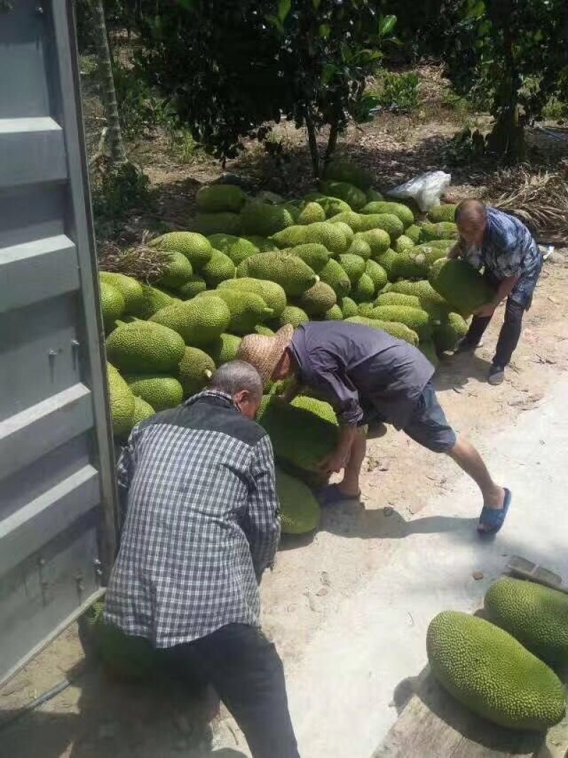 海南新鲜黄肉菠萝蜜非红菠萝蜜一件代发电商微商对接24时发
